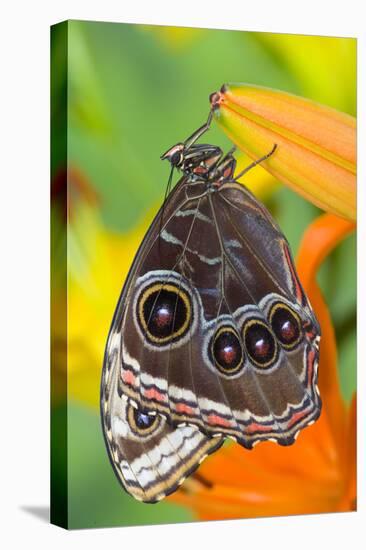 Tropical Butterfly the Blue Morpho with wings closed on lily-Darrell Gulin-Stretched Canvas