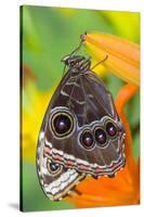 Tropical Butterfly the Blue Morpho with wings closed on lily-Darrell Gulin-Stretched Canvas