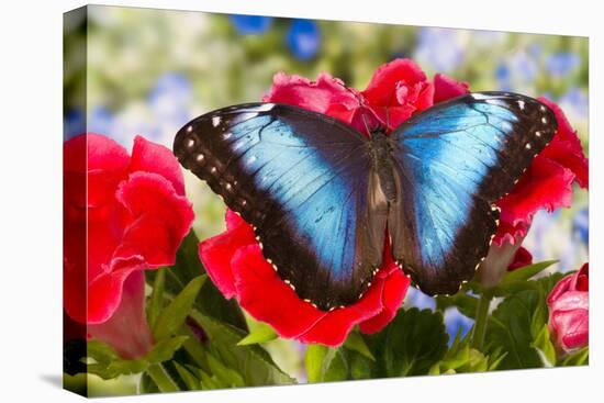 Tropical Butterfly the Blue Morpho-Darrell Gulin-Stretched Canvas