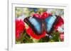 Tropical Butterfly the Blue Morpho-Darrell Gulin-Framed Photographic Print