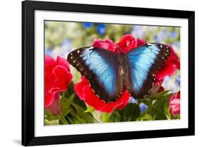 Tropical Butterfly the Blue Morpho-Darrell Gulin-Framed Photographic Print