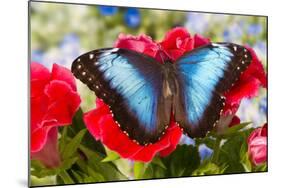 Tropical Butterfly the Blue Morpho-Darrell Gulin-Mounted Photographic Print