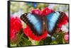 Tropical Butterfly the Blue Morpho-Darrell Gulin-Framed Stretched Canvas