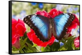 Tropical Butterfly the Blue Morpho-Darrell Gulin-Framed Stretched Canvas