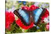 Tropical Butterfly the Blue Morpho-Darrell Gulin-Stretched Canvas