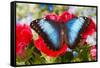 Tropical Butterfly the Blue Morpho-Darrell Gulin-Framed Stretched Canvas