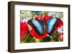 Tropical Butterfly the Blue Morpho-Darrell Gulin-Framed Photographic Print