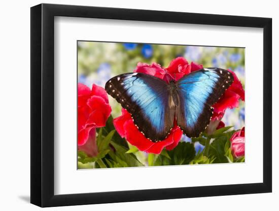 Tropical Butterfly the Blue Morpho-Darrell Gulin-Framed Photographic Print