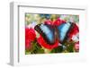 Tropical Butterfly the Blue Morpho-Darrell Gulin-Framed Photographic Print