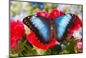 Tropical Butterfly the Blue Morpho-Darrell Gulin-Mounted Photographic Print