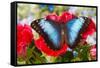 Tropical Butterfly the Blue Morpho-Darrell Gulin-Framed Stretched Canvas