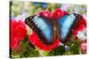 Tropical Butterfly the Blue Morpho-Darrell Gulin-Stretched Canvas