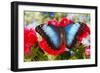 Tropical Butterfly the Blue Morpho-Darrell Gulin-Framed Photographic Print