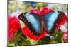 Tropical Butterfly the Blue Morpho-Darrell Gulin-Mounted Photographic Print