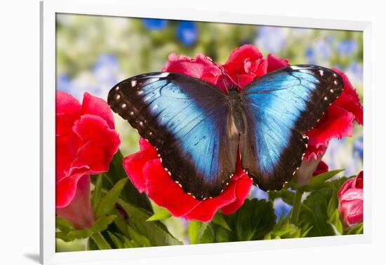 Tropical Butterfly the Blue Morpho-Darrell Gulin-Framed Photographic Print