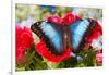 Tropical Butterfly the Blue Morpho-Darrell Gulin-Framed Photographic Print