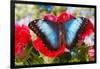 Tropical Butterfly the Blue Morpho-Darrell Gulin-Framed Photographic Print