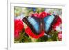 Tropical Butterfly the Blue Morpho-Darrell Gulin-Framed Photographic Print