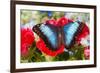 Tropical Butterfly the Blue Morpho-Darrell Gulin-Framed Premium Photographic Print