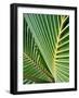 Tropical Close Up-SOIL-Framed Photographic Print