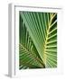 Tropical Close Up-SOIL-Framed Photographic Print