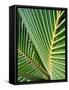 Tropical Close Up-SOIL-Framed Stretched Canvas