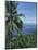 Tropical Coastal Scenery, Bougainville Island, Papua New Guinea, Pacific-Mrs Holdsworth-Mounted Photographic Print