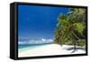 Tropical Coastline with Beautiful Palm and White Sand-pashapixel-Framed Stretched Canvas