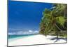 Tropical Coastline with Beautiful Palm and White Sand-pashapixel-Mounted Photographic Print