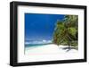 Tropical Coastline with Beautiful Palm and White Sand-pashapixel-Framed Photographic Print