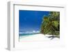 Tropical Coastline with Beautiful Palm and White Sand-pashapixel-Framed Photographic Print