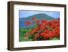 Tropical Colors, Culebra, Puerto Rico-George Oze-Framed Photographic Print