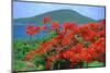 Tropical Colors, Culebra, Puerto Rico-George Oze-Mounted Photographic Print