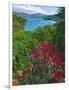 Tropical Colors of Saint John, US Virgin Islands-George Oze-Framed Photographic Print