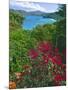 Tropical Colors of Saint John, US Virgin Islands-George Oze-Mounted Photographic Print