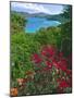 Tropical Colors of Saint John, US Virgin Islands-George Oze-Mounted Photographic Print