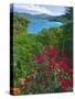 Tropical Colors of Saint John, US Virgin Islands-George Oze-Stretched Canvas