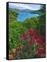 Tropical Colors of Saint John, US Virgin Islands-George Oze-Framed Stretched Canvas