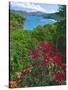 Tropical Colors of Saint John, US Virgin Islands-George Oze-Stretched Canvas