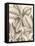 Tropical Connection I-Louis Van Houtte-Framed Stretched Canvas