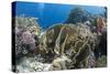 Tropical Coral Reef Scene in Natural Lighting, Ras Mohammed Nat'l Pk, Off Sharm El Sheikh, Egypt-Mark Doherty-Stretched Canvas