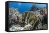 Tropical Coral Reef Scene in Natural Lighting, Ras Mohammed Nat'l Pk, Off Sharm El Sheikh, Egypt-Mark Doherty-Framed Stretched Canvas