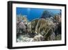 Tropical Coral Reef Scene in Natural Lighting, Ras Mohammed Nat'l Pk, Off Sharm El Sheikh, Egypt-Mark Doherty-Framed Photographic Print