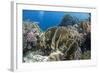 Tropical Coral Reef Scene in Natural Lighting, Ras Mohammed Nat'l Pk, Off Sharm El Sheikh, Egypt-Mark Doherty-Framed Photographic Print