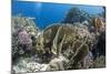 Tropical Coral Reef Scene in Natural Lighting, Ras Mohammed Nat'l Pk, Off Sharm El Sheikh, Egypt-Mark Doherty-Mounted Photographic Print