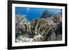 Tropical Coral Reef Scene in Natural Lighting, Ras Mohammed Nat'l Pk, Off Sharm El Sheikh, Egypt-Mark Doherty-Framed Photographic Print