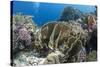 Tropical Coral Reef Scene in Natural Lighting, Ras Mohammed Nat'l Pk, Off Sharm El Sheikh, Egypt-Mark Doherty-Stretched Canvas