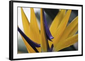 Tropical Core-Wild Wonders of Europe-Framed Giclee Print