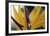 Tropical Core-Wild Wonders of Europe-Framed Giclee Print