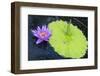 Tropical Day-flowering Waterlily, USA-Lisa S. Engelbrecht-Framed Photographic Print